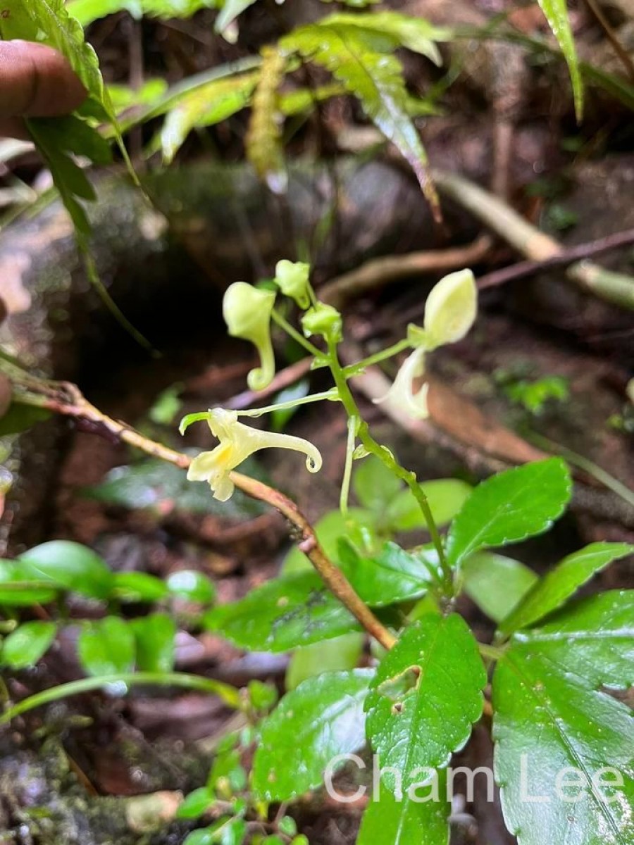 Impatiens cornigera Arn.